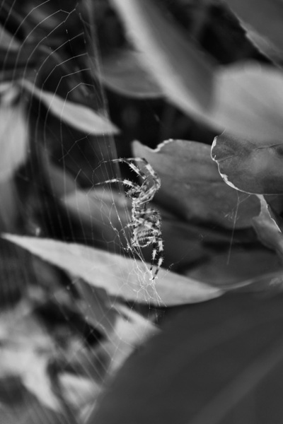 A Spider and its Web B&W Print
