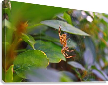 Creepy Crawly Canvas Print