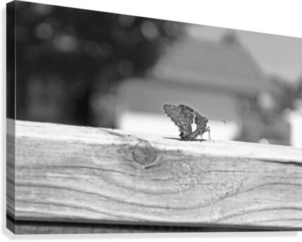 Looking Away B&W Canvas Print
