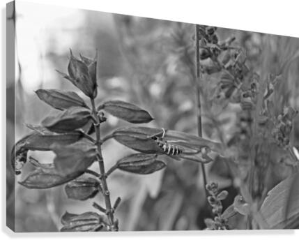 Hiding B&W Canvas Print