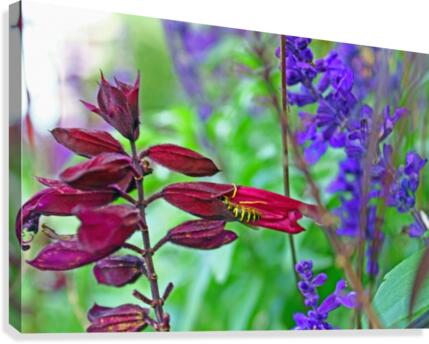 Hiding Canvas Print