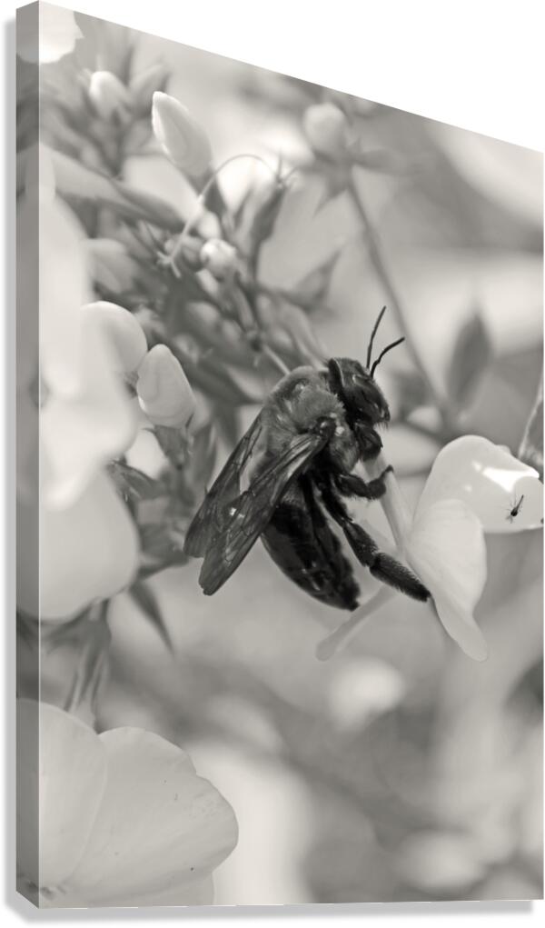 Bumblebee B&W Canvas Print