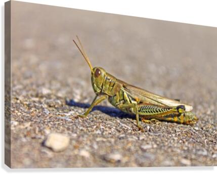 Grasshopper Canvas Print