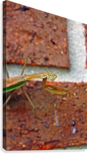 Bug Eyes Canvas Print