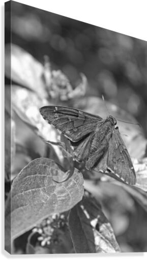 Resting B&W Canvas Print