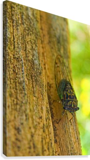 Cicada Canvas Print