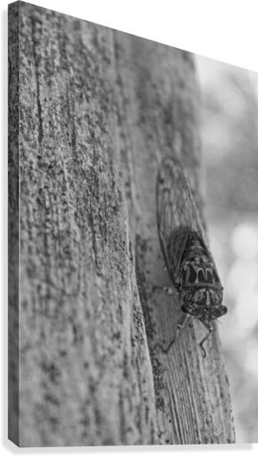 Cicada B&W Canvas Print
