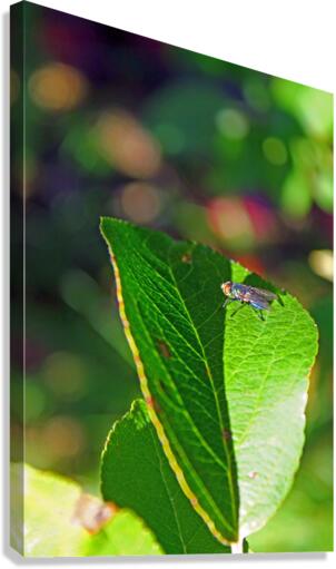 Be Still Canvas Print