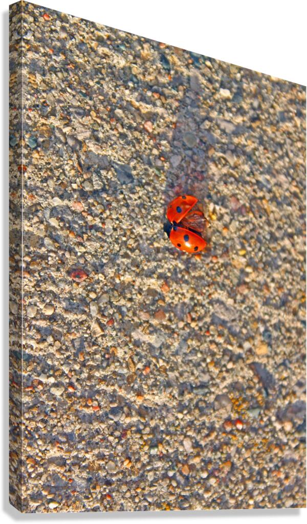 Red Ladybug Canvas Print