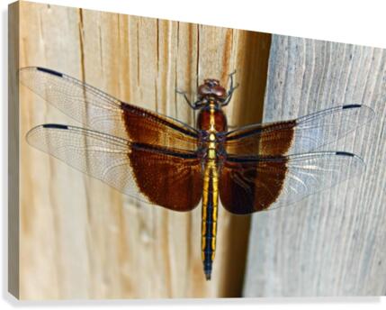 Dragonfly    Canvas Print