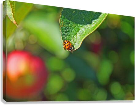 Ladybug and a leaf Canvas Print