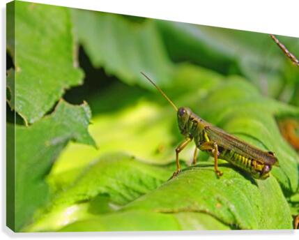 Chilling Grasshopper Canvas Print