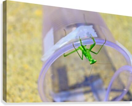 Upside Down - Praying Mantis Canvas Print
