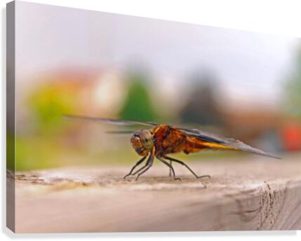 Staying Still - Dragonfly Canvas Print