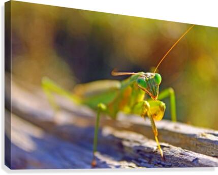 Green Praying-Mantis Canvas Print