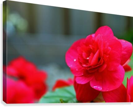 Red Water Canvas Print