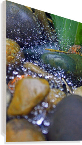 Spiderweb Raindrops Canvas Print