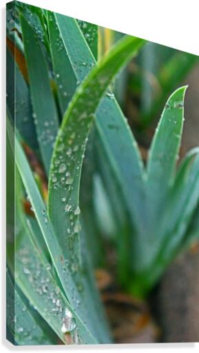 Rain and Grass Canvas Print