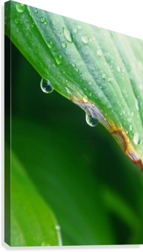 Dripping Off Canvas Print