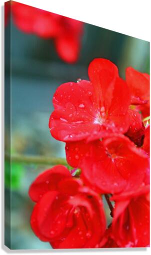 Elegantly Red Canvas Print