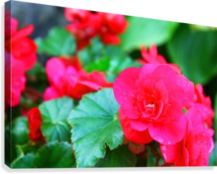 Resting Inside Canvas Print