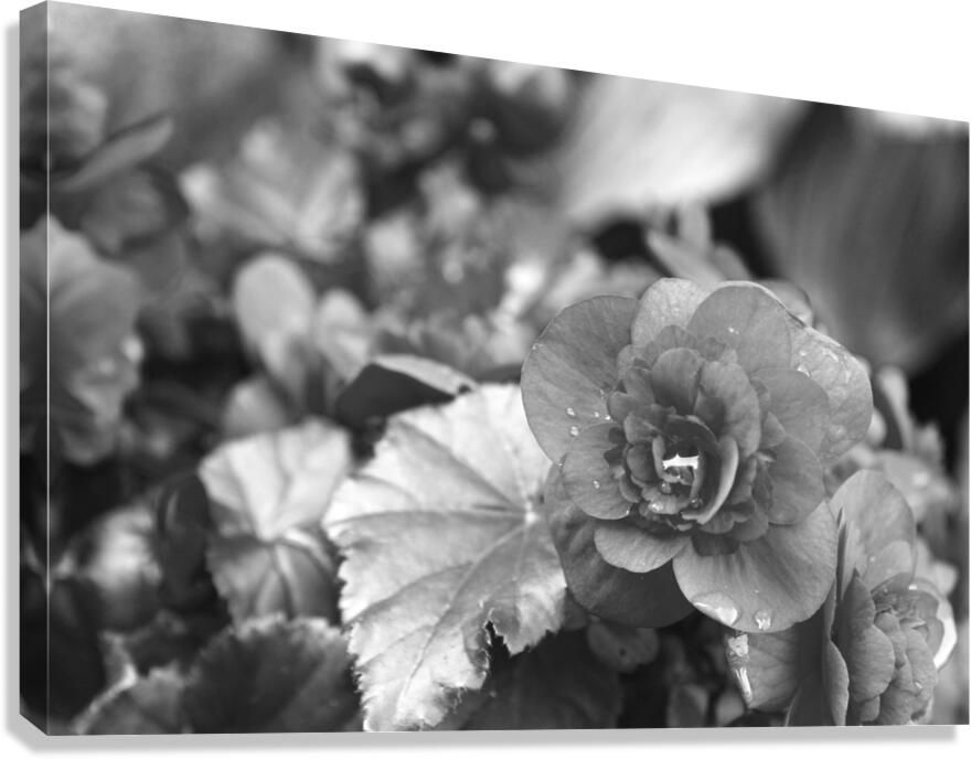 Resting Inside B&W Canvas Print