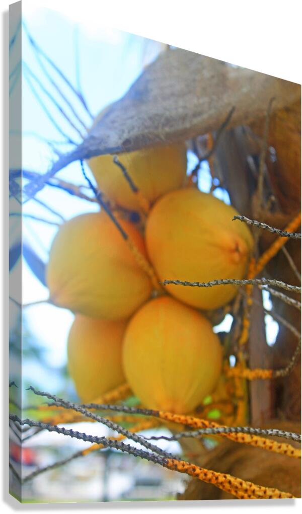 Jamaican Coconuts Canvas Print