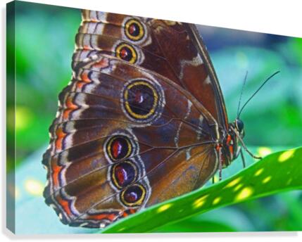 Morpho Peleides - Belize Canvas Print