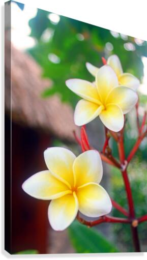 Frangipani - Belize Canvas Print