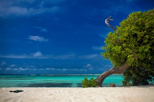 The Island Tree Aruba