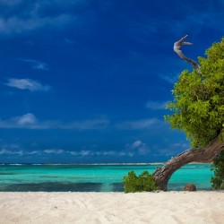 The Island Tree Aruba