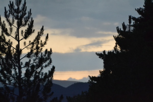 Sunrise in the trees