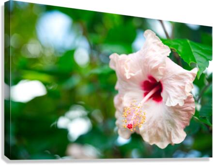 She Spoke So Softly Canvas Print