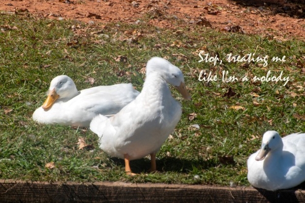 Ducks gathering together discussing Print