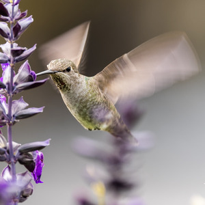 Hummingbird
