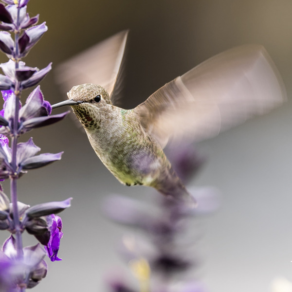 Hummingbird Print