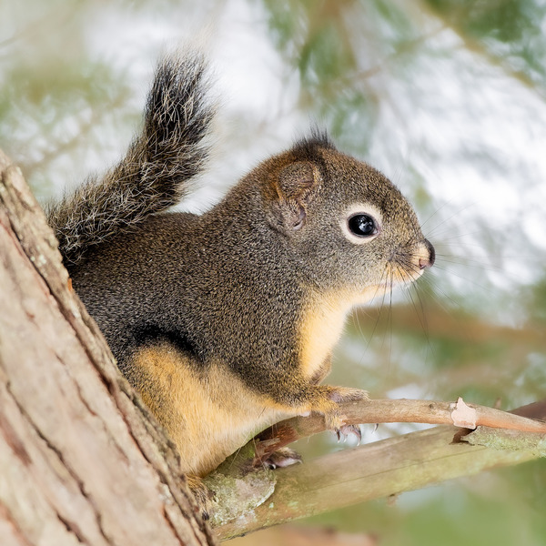 Winter Squirrel Print