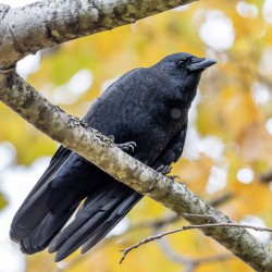 Crow