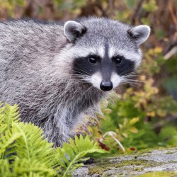 Trash Panda