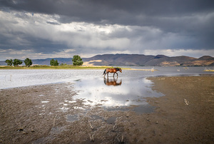 Lonely Solo Wild Horse