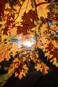 Oak Tree Leaves with Sunlight