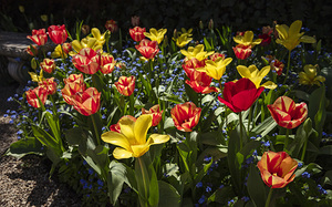 Tulip Flowers