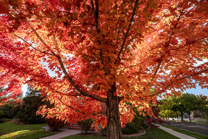 Red Tree in Reno NV