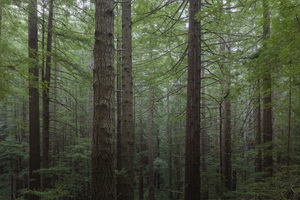 Coastal Forest Trees