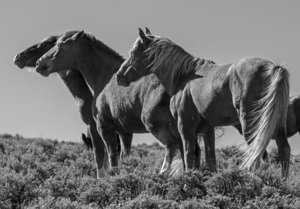 Wild Horse Lineup