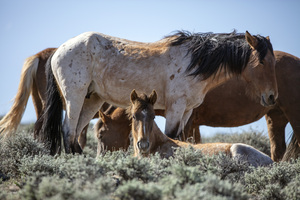 Wild Horses in the Sun