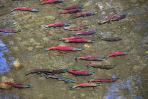 Wild Salmon Arrive to Spawn