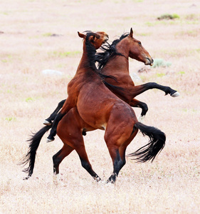 Wild Horse Battle 