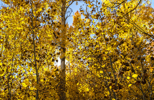 Shimmering Aspen Tree