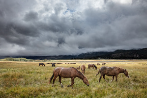 Wild Horse Conversation